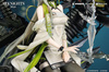 [PRZEDSPRZEDAŻ] Arknights PVC Figure 1/7 Kal'tsit Esperanta 42 cm
